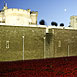 Poppies @ The Tower 2014