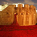 Poppies @ The Tower 2014