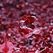 Poppies @ The Tower