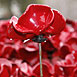 Poppies @ The Tower