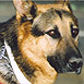 RAF Dogs